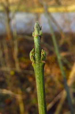 Europa-Pfaffenkäppchen (Euonymus europaeus) | Fam. Spindelbaumgewächse (Celastraceae)