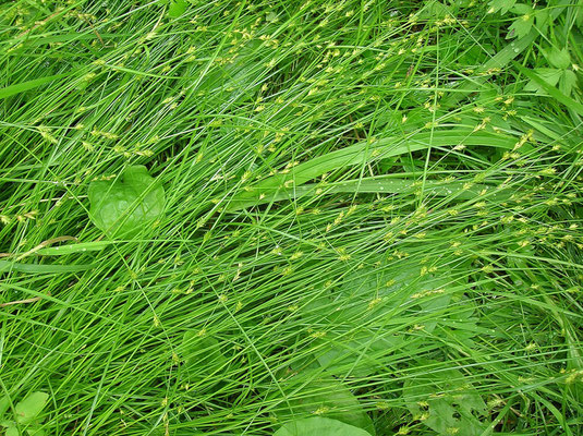 Winkel-Segge (Carex remota)