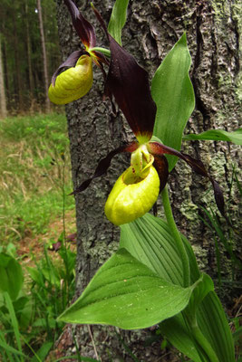  Frauenschuh (Cypripedium calceolus)