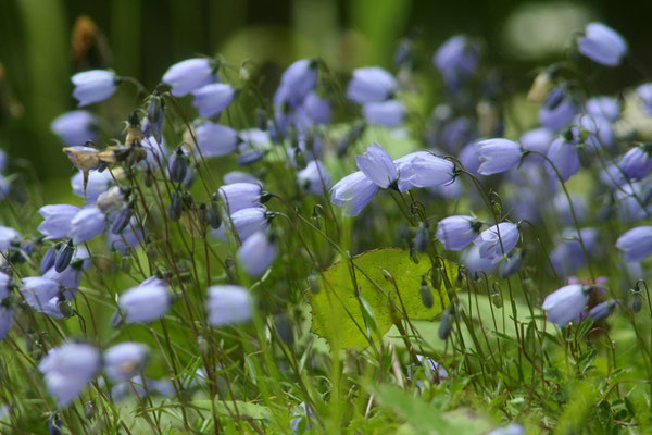 Zwerg-Glockenblume (Campanula cochleariifolia)