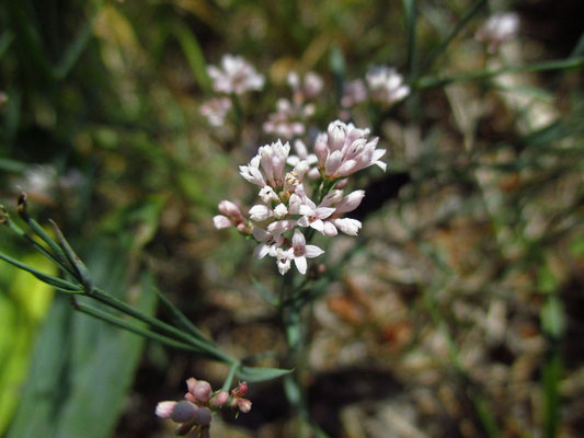 Hügel-Meier (Asperula cynachica)