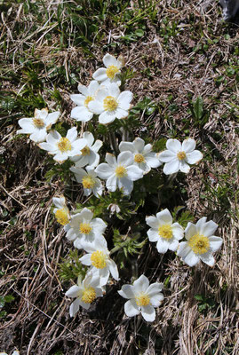 Alpen-Kuhschelle (Pulsatilla alpina subsp. alpina)