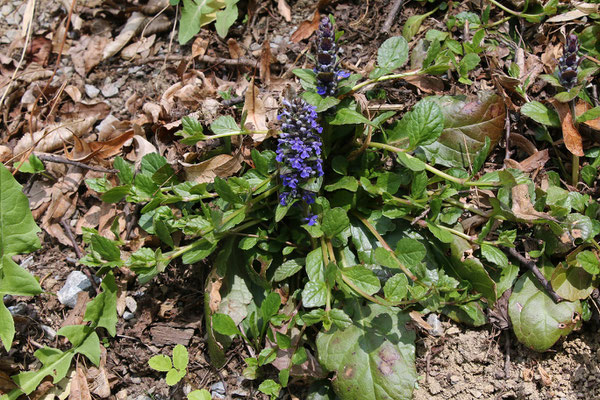 Kriech-Günsel (Ajuga reptans)