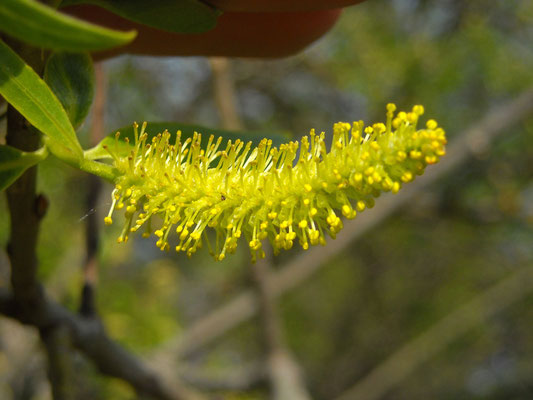 Bruch-Weide (Salix fragilis) | männliche Blüte