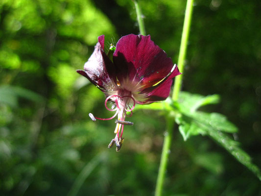 Braun-Storchschnabel (Geranium phaeum)