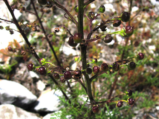 Alpen-Hunds-Braunwurz (Scrophularia juratensis)