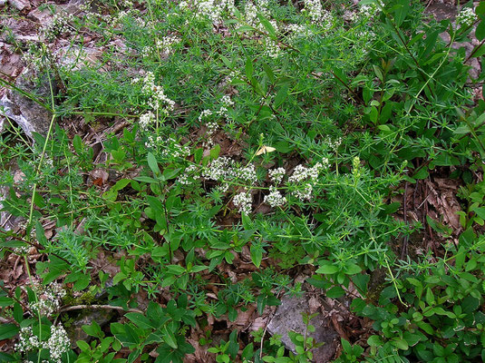 Glanz-Labkraut (Galium lucidum)