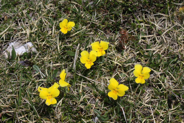 Zoys-Veilchen (Viola calcarata subsp. zoysii)