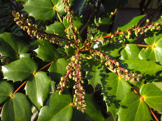 Gewöhnliche Mahonie (Mahonia aquifolium)