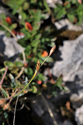 Polster-Segge (Carex firma)