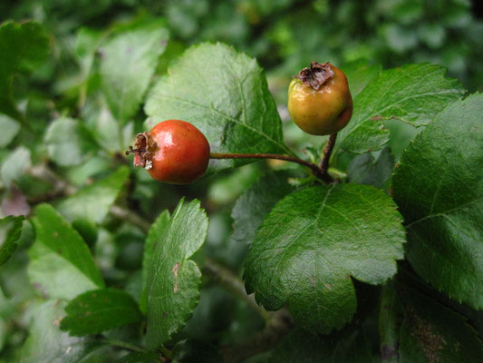 Zweigriffel-Weißdorn (Crataegus laevigata)