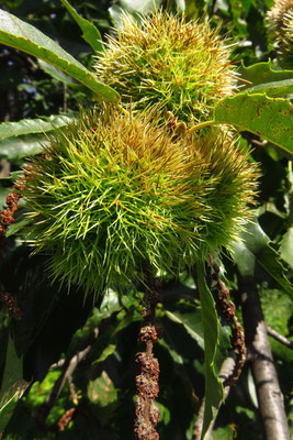 Edelkastanie (Castanea sativa) | Früchte
