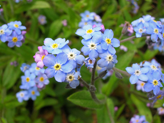 Wald-Vergissmeinnicht (Myosotis sylvatica)