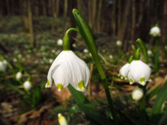 Frühlings-Knotenblume (Leucojum vernum) 