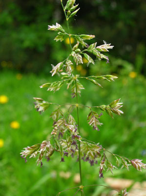 Wiesen-Rispengras (Poa pratensis)