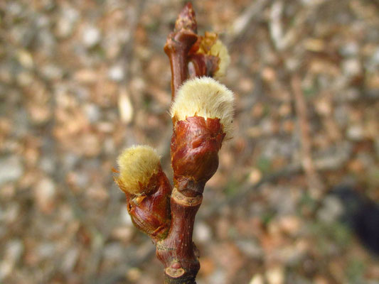 Zitter-Pappel (Populus tremula) | sich öffnende Blütenknospe