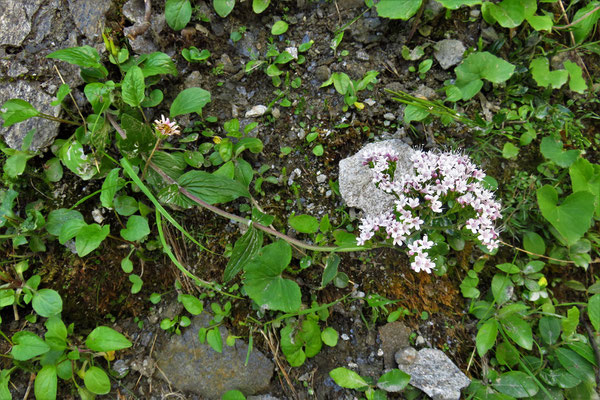 Berg-Baldrian (Valeriana montana) | Fam. Baldriangewächse (Valerianaceae)