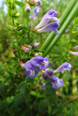 Sumpf-Helmkraut (Scutellaria galericulata)