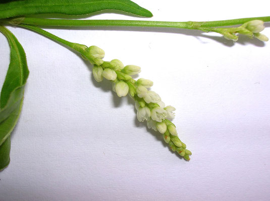 Ampfer-Knöterich (Persicaria lapathifolia)