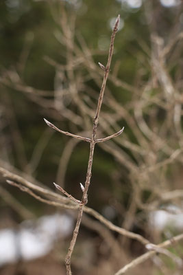 Gewöhnliche Heckenkirsche (Lonicera xylosteum) | Fam. Geißblattgewächse (Caprifoliaceae)