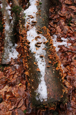 Striegeliger Schichtpilz (Stereum hirsutum)