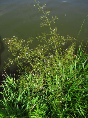 Gewöhnlicher Froschlöffel (Alimsa plantago-aquatica)