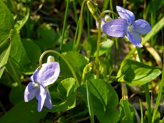 Hain-Veilchen (Viola riviniana)