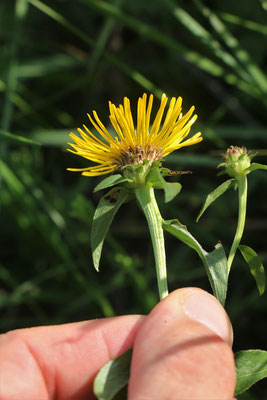 Weidenblatt-Alant (Inula salicina)