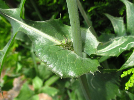 Gemüse-Kohldistel (Sonchus oleraceus)