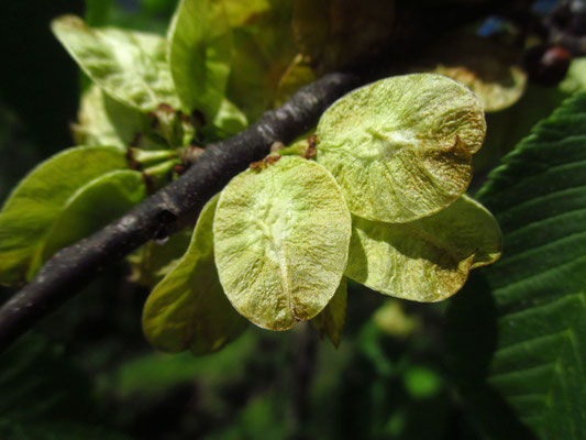 Berg-Ulme (Ulmus glabra) | Früchte