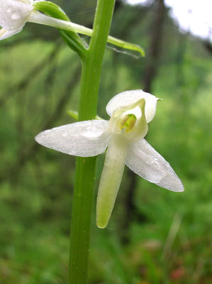 Weiß-Waldhyazinthe (Platanthera bifolia)