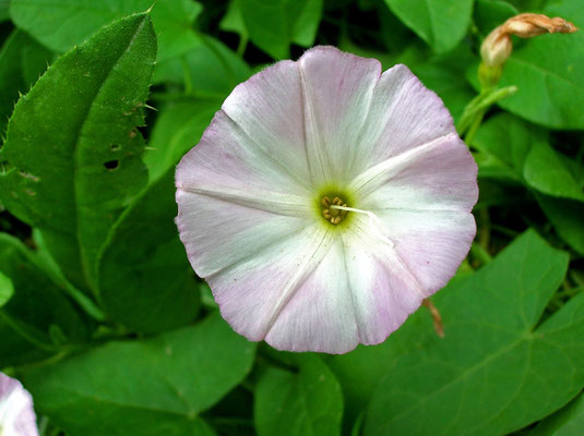 Acker-Winde (Convolvulus arvensis)