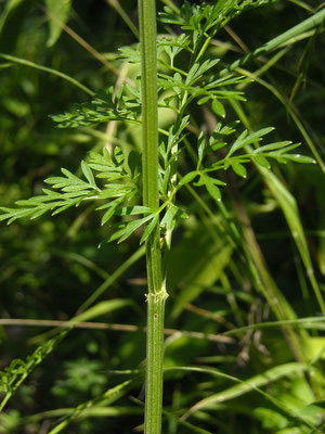 Kümmelsilge (Selinum carvifolia)