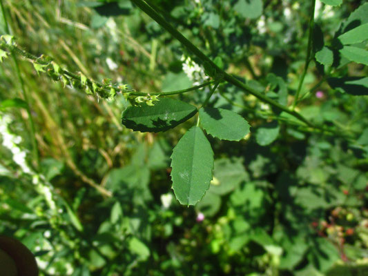 Weiß-Steinklee (Melilotus albus)