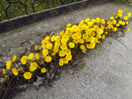 Huflattich (Tussilago farfara)