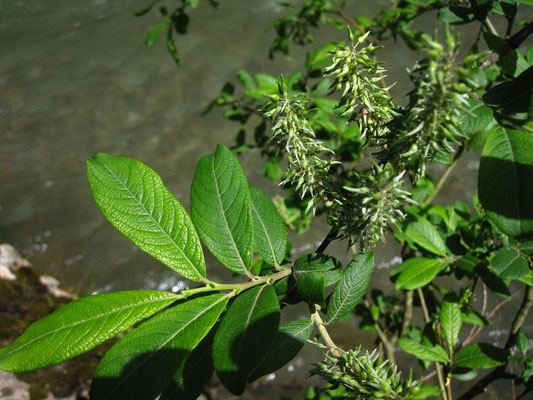 Großblatt-Weide (Salix appendiculata) | weibliche Pflanze