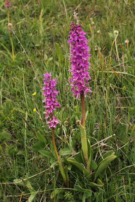 Pracht-Knabenkraut (Orchis mascula ssp. speciosa) | Familie: Orchideen (Orchidaceae)