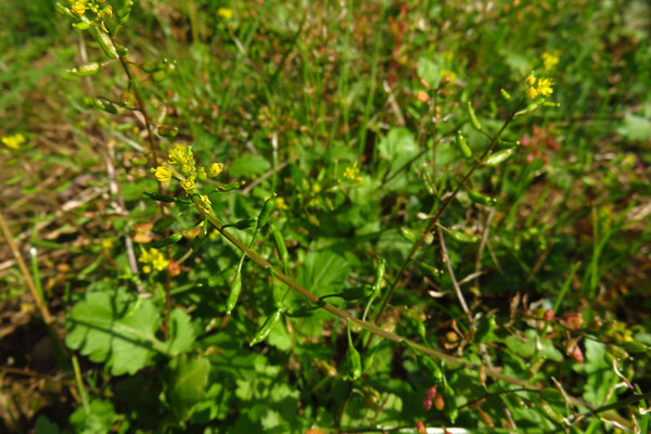 Gewöhnliche Sumpfkresse (Rorippa palustris)