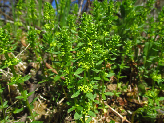 Kahles Kreuzlabkraut (Cruciata glabra)