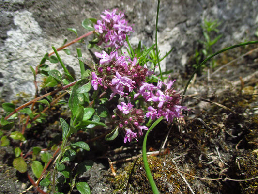 Kriech-Quendel (Thymus praecox)