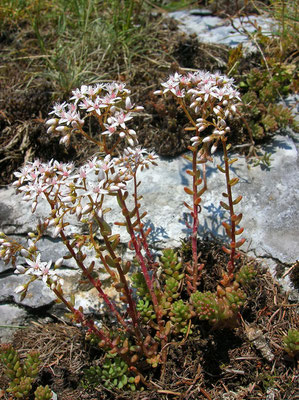 Weißer Mauerpfeffer (Sedum album)