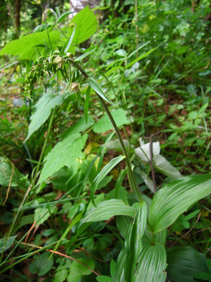 Grün-Ständelwurz (Epipactis helleborine s.lat.)