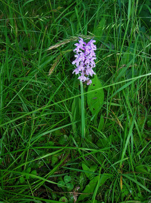 Flecken-Fingerwurz (Dactylorhiza fuchsii)