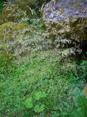 Horst-Rasenschmiele (Deschampsia cespitosa)