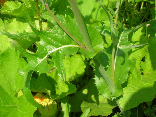 Acker-Gänsedistel (Sonchus arvensis)