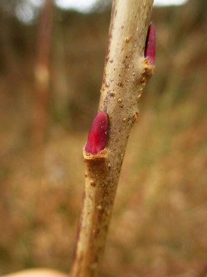 Purpur-Weide (Salix purpurea) 