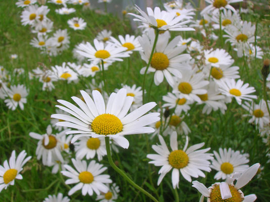 Wiesen-Margerite (Leucanthemum vulgare agg.)