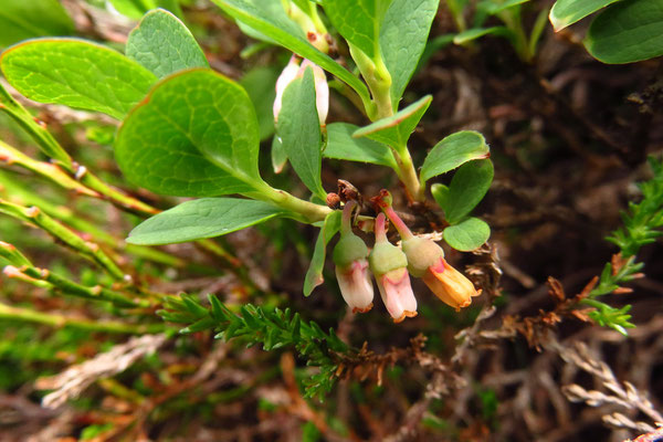 Moor-Nebelbeere (Vaccinium uliginosum) | Fam. Heidegewächse (Ericaceae)