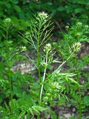 Spring-Schaumkraut (Cardamine impatiens)