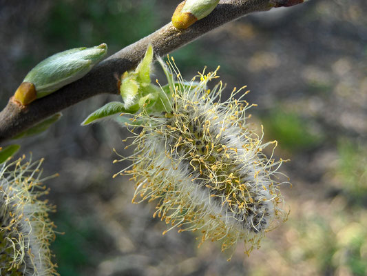 Sal-Weide (Salix caprea) | männliche Blüte